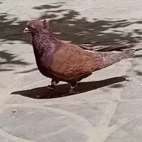 کفتر گمشده