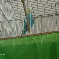 مرغ عشق رنگین کمانی