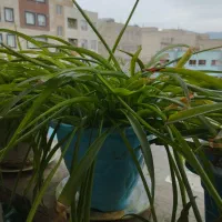 گلدان دویست و پنجاه هزار تومان