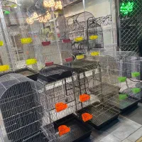 جشنواره قفس چهارلیوان عروس هلندی کوتوله گرینچیک..