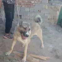 سگ گله ای نگهبان|سگ|هشترود, |دیوار