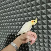 عروس هلندی نر