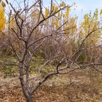 هرس انواع درخت تخصصی مهندسی