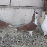 شهری نرو ماده