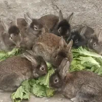 خرگوش فروشی