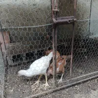 سه تا جوجه لاری اصیل با قفس بزرگ آماده قیمت