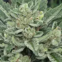 فروش گل طبیعی ارگانیک تازه100%|گل و گیاه طبیعی|ایرانشهر, |دیوار