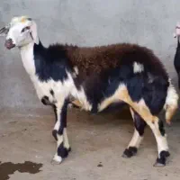 دو عدد کاوور شکم اول پلنگی ابستن..میش بره گوسفند