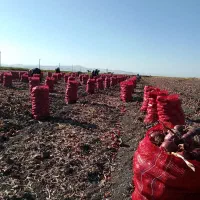 پیاز قرمز درجه یک تناژ بالا