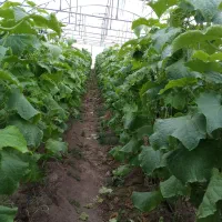 جوجه دستگاهی آل ر ام