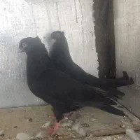 جوجه زاغ آبادانی اصیل