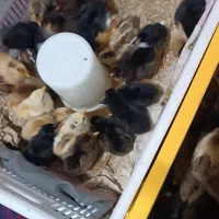جوجه مرغ محلی وگلپایگان۱۰روزه