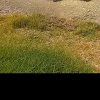 زمین مسکونی شهرک سرگز دارای پروانه ساخت|فروش زمین و ملک کلنگی|احمدی, |دیوار