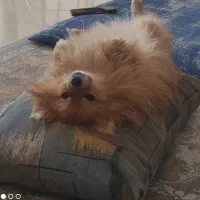 سگ پامر|سگ|اصفهان, خرم|دیوار