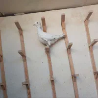 سارسیاه قلدرنر....زدوخوردی