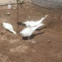 دوتا‌قاز‌زیبا‌برای‌خانه‌باغ