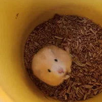 سه عدد همستر بالغ دو عدد ماده یک عدد نر|موش و خرگوش|مشهد, چهارچشمه|دیوار