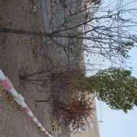 حیاط ویلایی|فروش خانه و ویلا|ورزقان, |دیوار