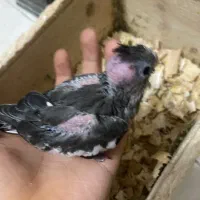 تعدادی جوجه عروس و بالغ و مولد(گیرینچیک ملنگو|پرنده|رشت, یخسازی|دیوار