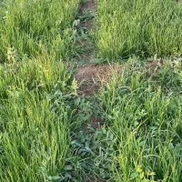 نهال پیاز مینروا دستگیری|گل و گیاه طبیعی|جیرفت, |دیوار