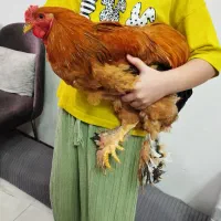 خروس برهما گلد طلایی با کیفیت ۷ ماهه جوان