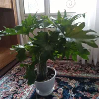 گل طبیعی|گل و گیاه طبیعی|خرمدره, |دیوار