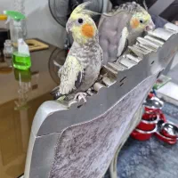 عروس هلندی|پرنده|پاکدشت, پاکدشت (مامازند)|دیوار