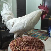 خروس سفید