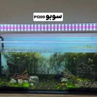 نور مخصوص پلنت|ماهی|بهبهان, |دیوار