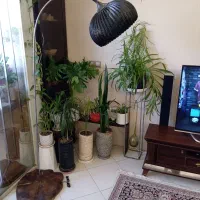 آباژور ایستاده منحنی