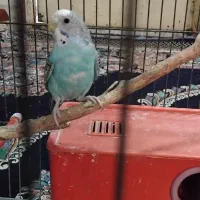 مرغ عشق باقفس
