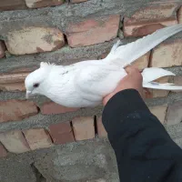 کبوتر سفید کاکلی ماده