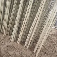 فروش انواع صنوبربه قیمت عمده