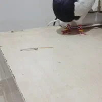 کبوترپرنده