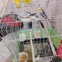 دو عدد عروس هلندی نر و ماده همراه قفس و کلبه 2400|پرنده|اهواز, کوی سعدی|دیوار