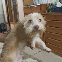 سگ نر شیش ماهه