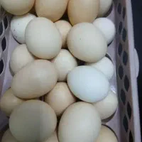 تخم مرغ لاری نطفه دار