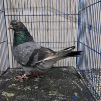 کبوتر|پرنده|تهران, نعمتآباد|دیوار