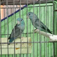 طوطیچه