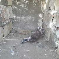 هفت رنگ آتشی