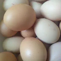 تخم مرغ محلی تازه