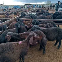 بره گوسفند قزل افشار اصل زنجان