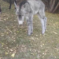 فروشی|حیوانات مزرعه|اسکو, |دیوار