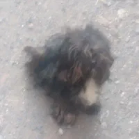 سگه پاپی