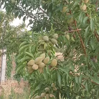 فروش باغ ۸۰۰ متری|فروش زمین و ملک کلنگی|قزوین, |دیوار