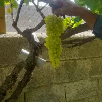 انگور