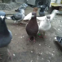 صید|پرنده|مشهد, رسالت|دیوار