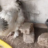 فروش مرع برهما