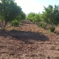 باغ فروشی در فخر آباد تقاب (چاه دوستی ها)|فروش دفتر صنعتی، کشاورزی، تجاری|خوسف, |دیوار