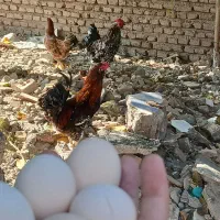 تخم مرغ تازه کوشین و مرندی|حیوانات مزرعه|خان ببین, |دیوار